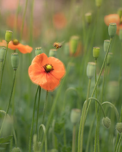 Wild Poppy - Meg Bitton Productions