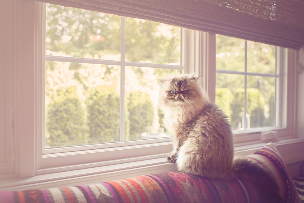 Window Kitty - Meg Bitton Productions