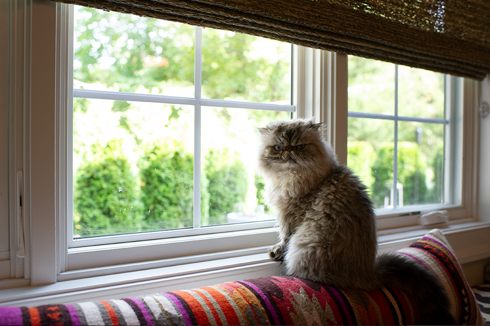 Window Kitty - Meg Bitton Productions