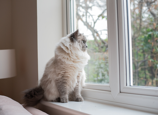 Window Watching - Meg Bitton Productions