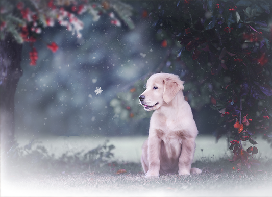 Winter Pup - Meg Bitton Productions