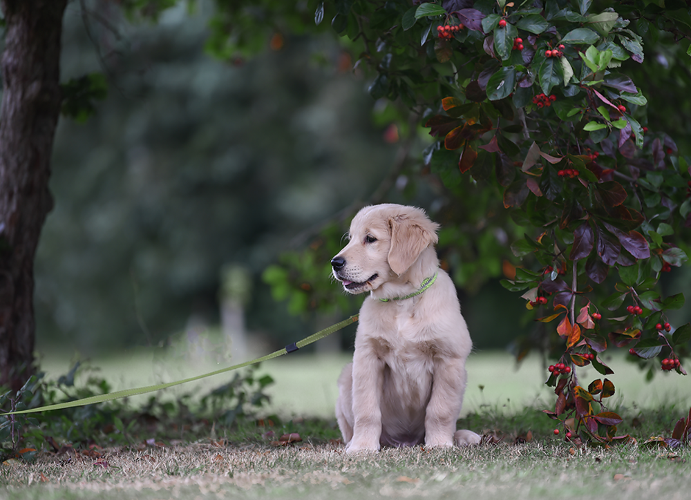 Winter Pup - Meg Bitton Productions