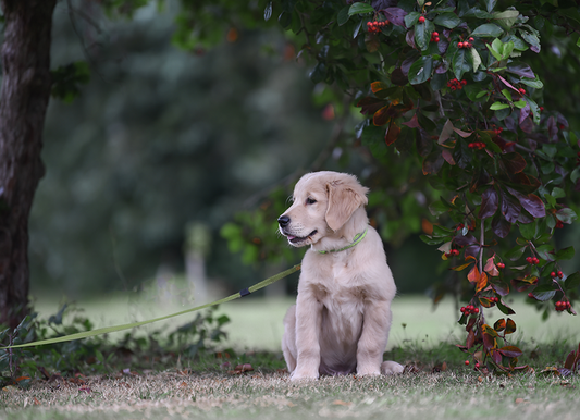 Winter Pup - Meg Bitton Productions